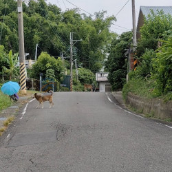 臺南左鎮2.37甲多樣果園有產值農地