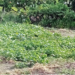 高雄路竹新生路近交流道方正農地