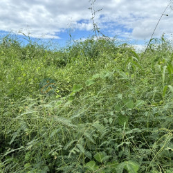 高雄阿蓮大地坪好運用農地