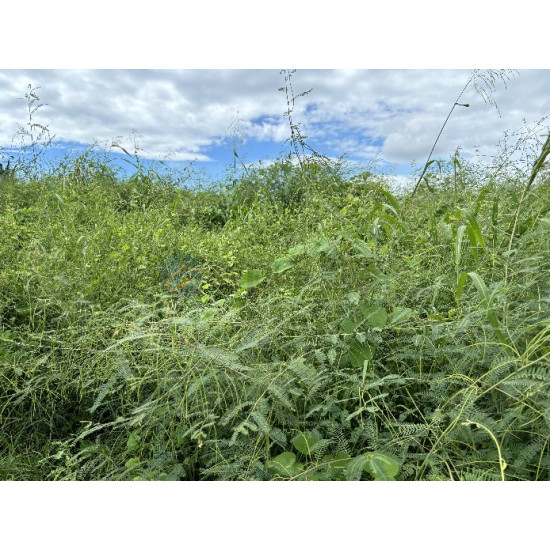 高雄阿蓮大地坪好運用農地