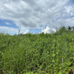 高雄阿蓮大地坪好運用農地