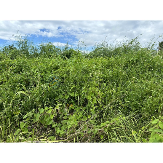 高雄阿蓮大地坪好運用農地