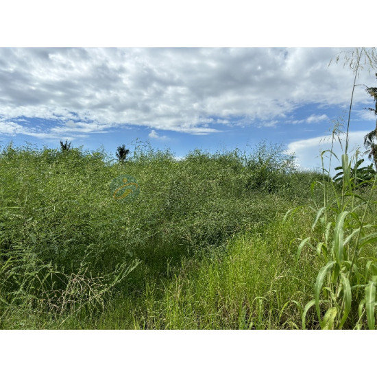 高雄阿蓮大地坪好運用農地