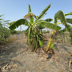 高雄阿蓮大地坪有電有地下水好運用農地