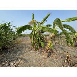 高雄阿蓮大地坪有電有地下水好運用農地