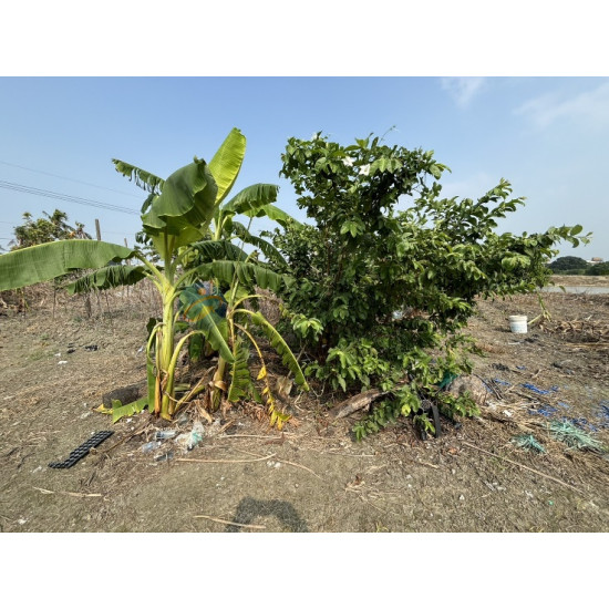 高雄阿蓮大地坪有電有地下水好運用農地