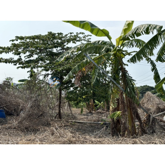 高雄阿蓮大地坪有電有地下水好運用農地