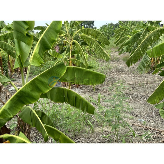 高雄阿蓮區臨路邊超優質方正美農地