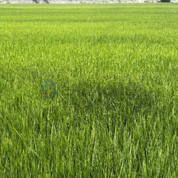 高雄岡山近嘉興鬧區大面寬美農地