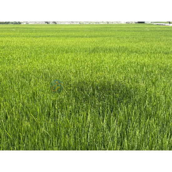 高雄岡山近嘉興鬧區大面寬美農地