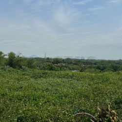 高雄阿蓮便宜休閒農保農地