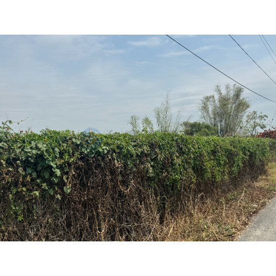 高雄阿蓮便宜休閒農保農地