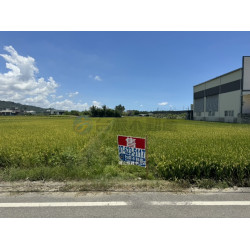 高雄阿蓮超增值臨路邊超優質方正美農地